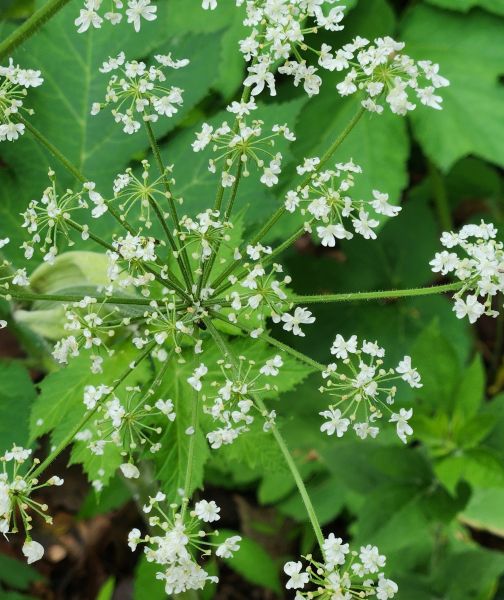 File:CowParsnip-EarlyBloom.jpeg