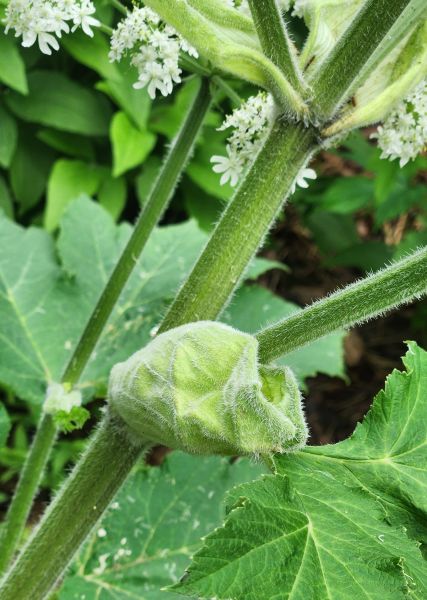 File:CowParsnip-EarlyBudStage.jpeg